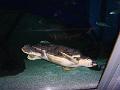 PIC00062