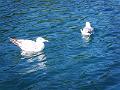 PIC00091